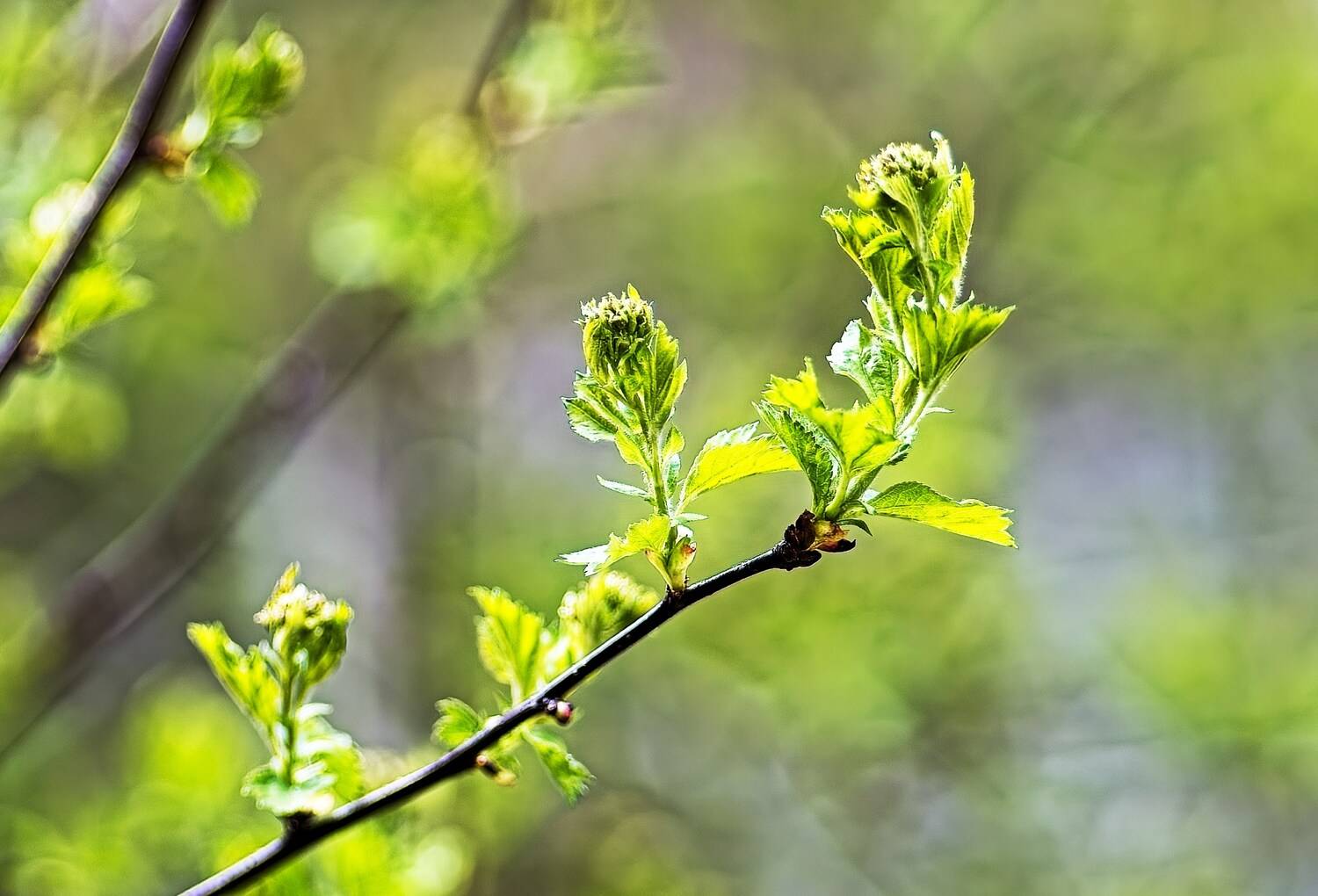 , Орлов Олег