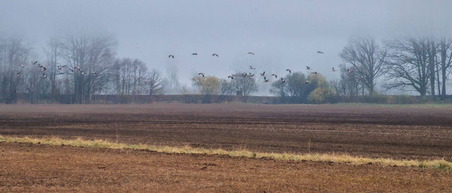 ainava, putni, lauki, Cielava Dace