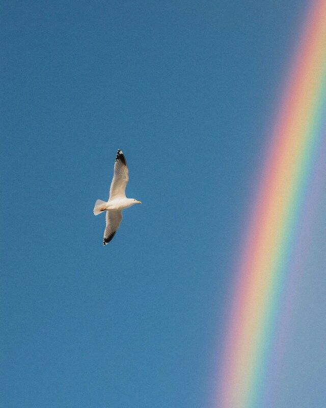 rainbow, bird, travel The Last Flight  фото превью
