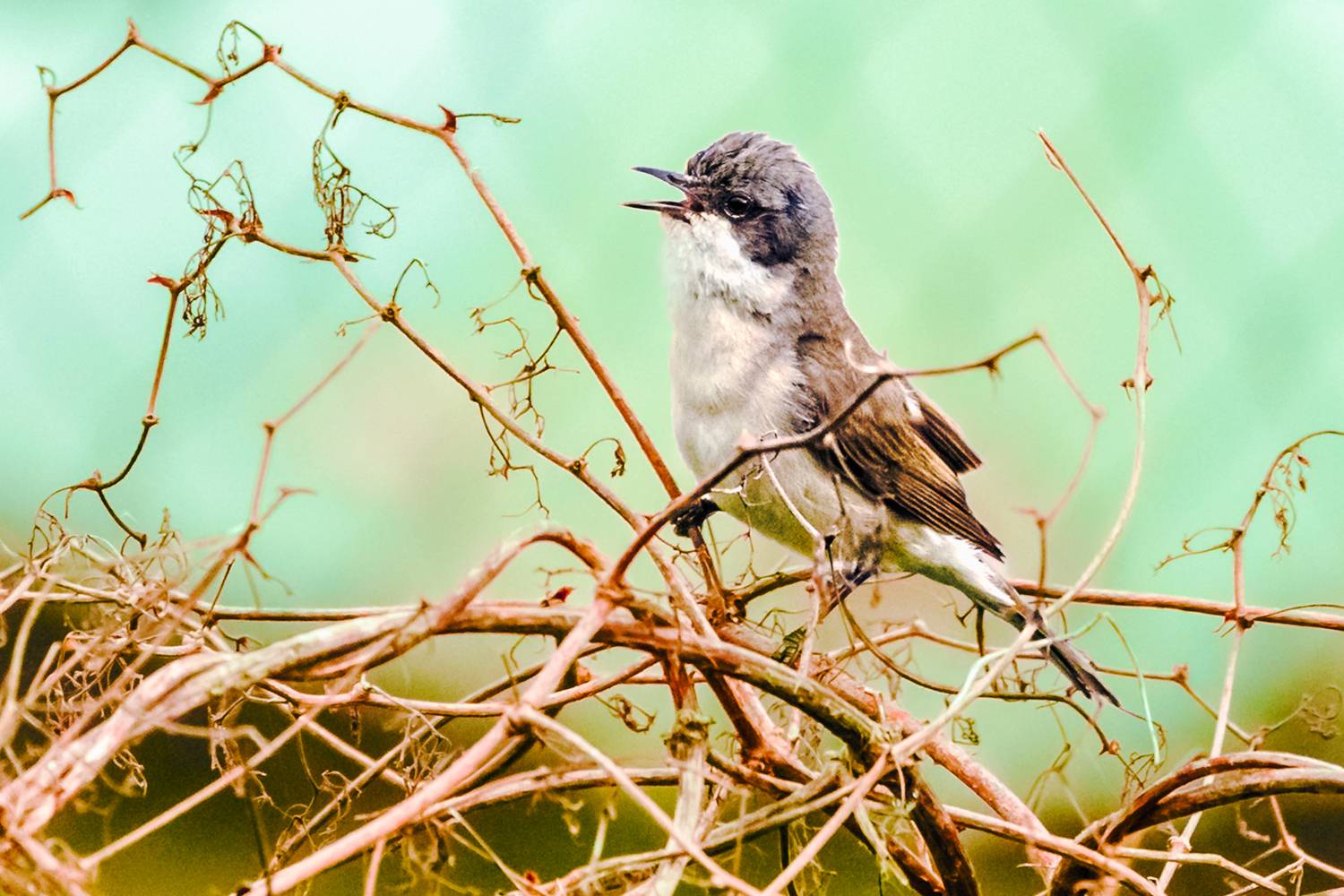 садовая, славка, Волков Алексей