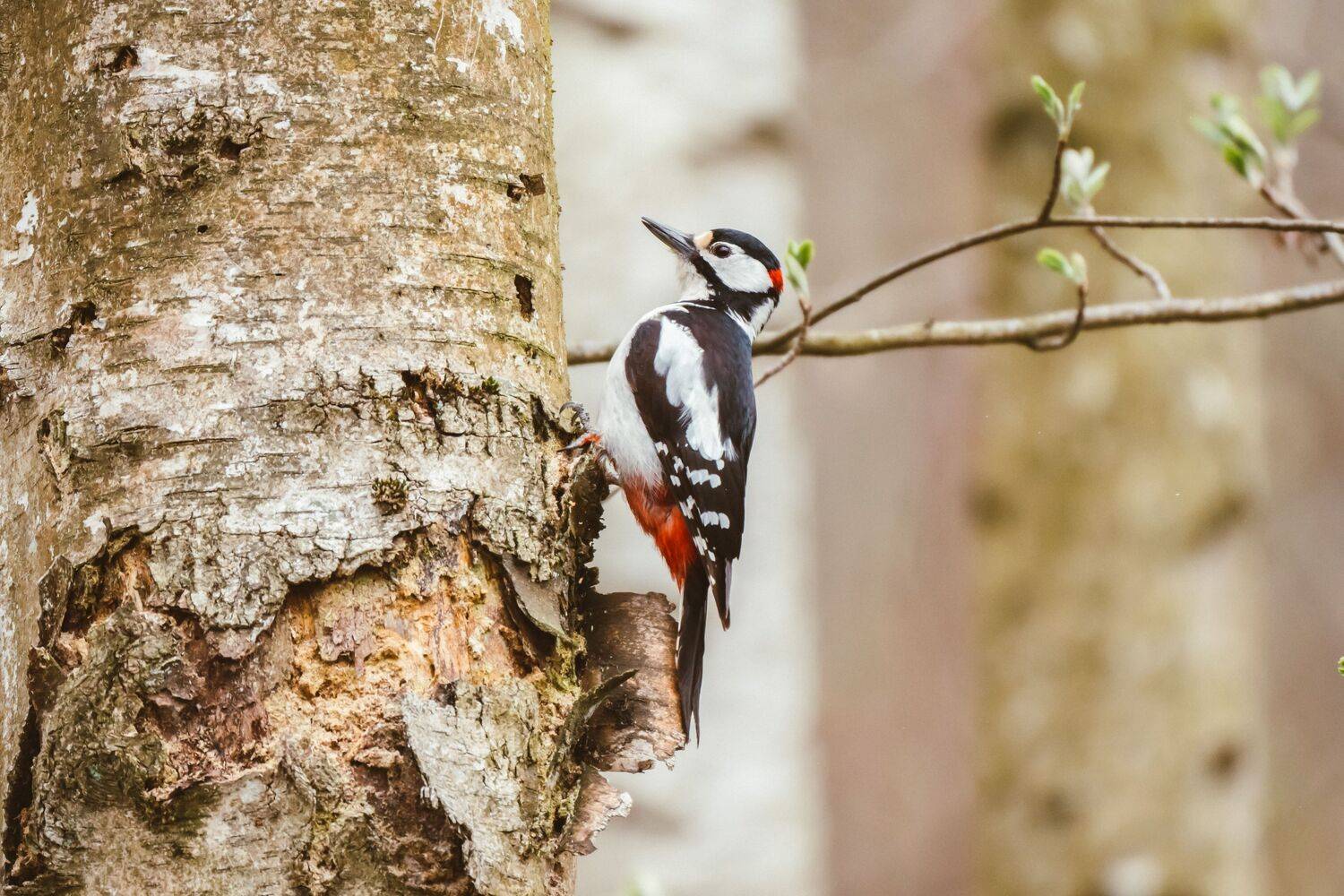 , Барашкова Екатерина