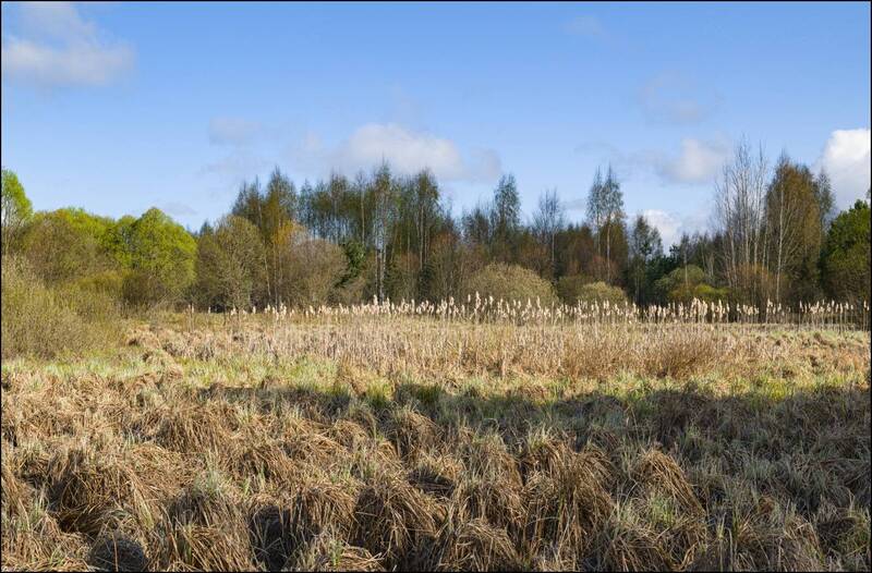 Нежная палитра начала зелёной весны фото превью