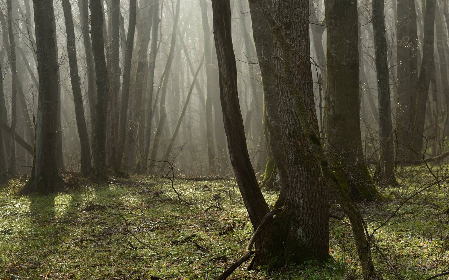 утро, весна, лес, туман, солнце, Александр Жарников
