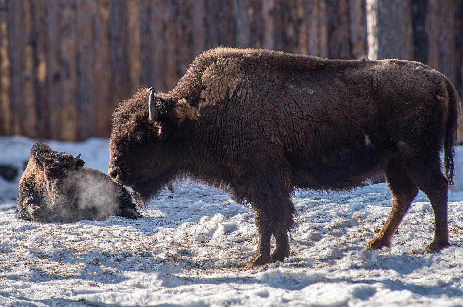 , Михаил Измайлов