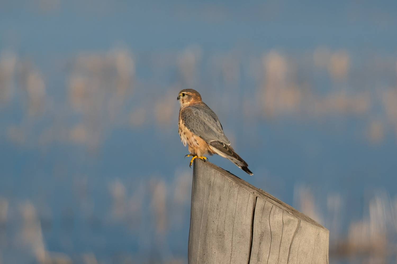 , Большаков Алексей