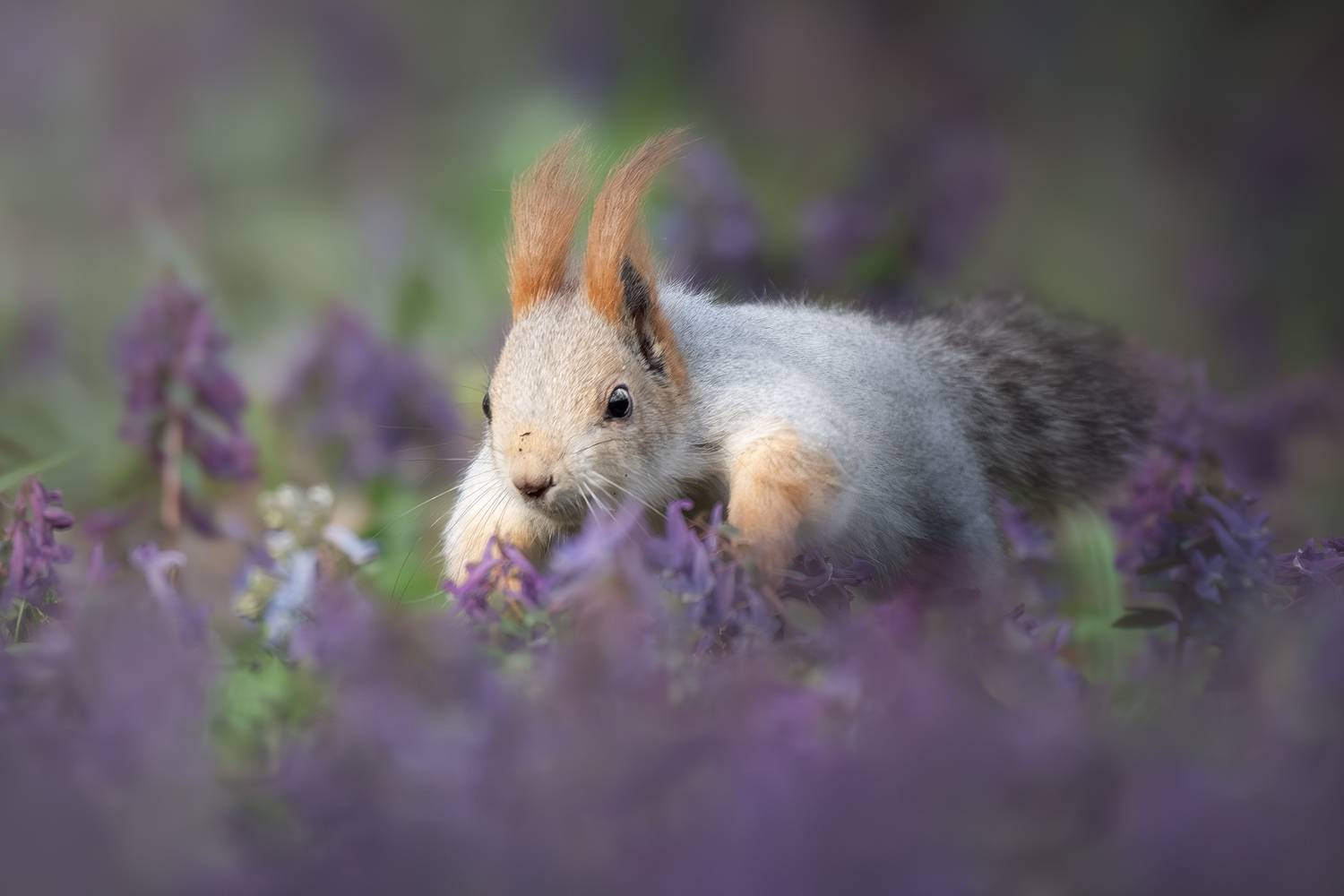 , Полина Шальнева