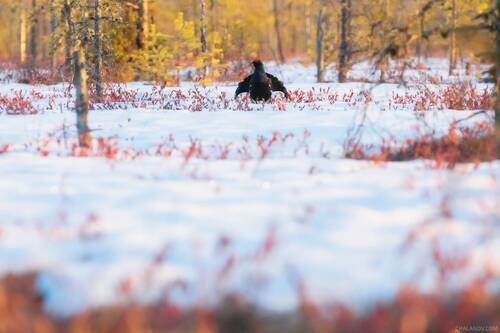 Тетеревиный ток на весеннем болоте