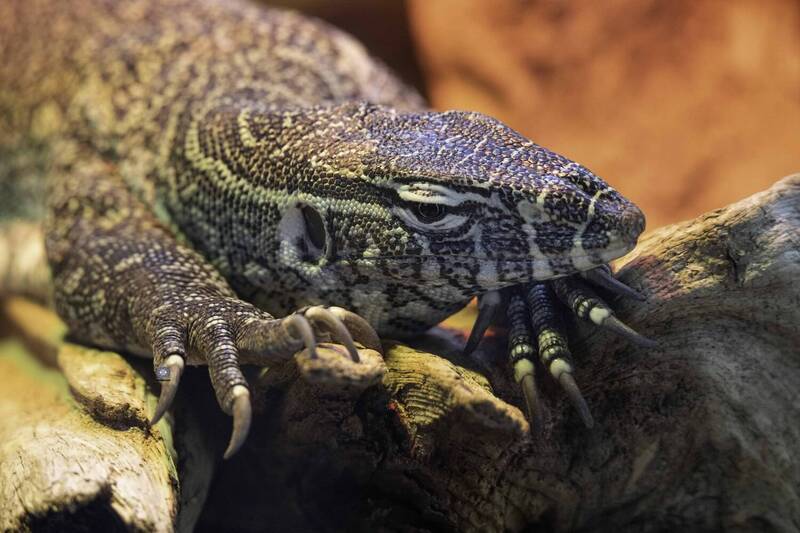 West African Nile monitor фото превью