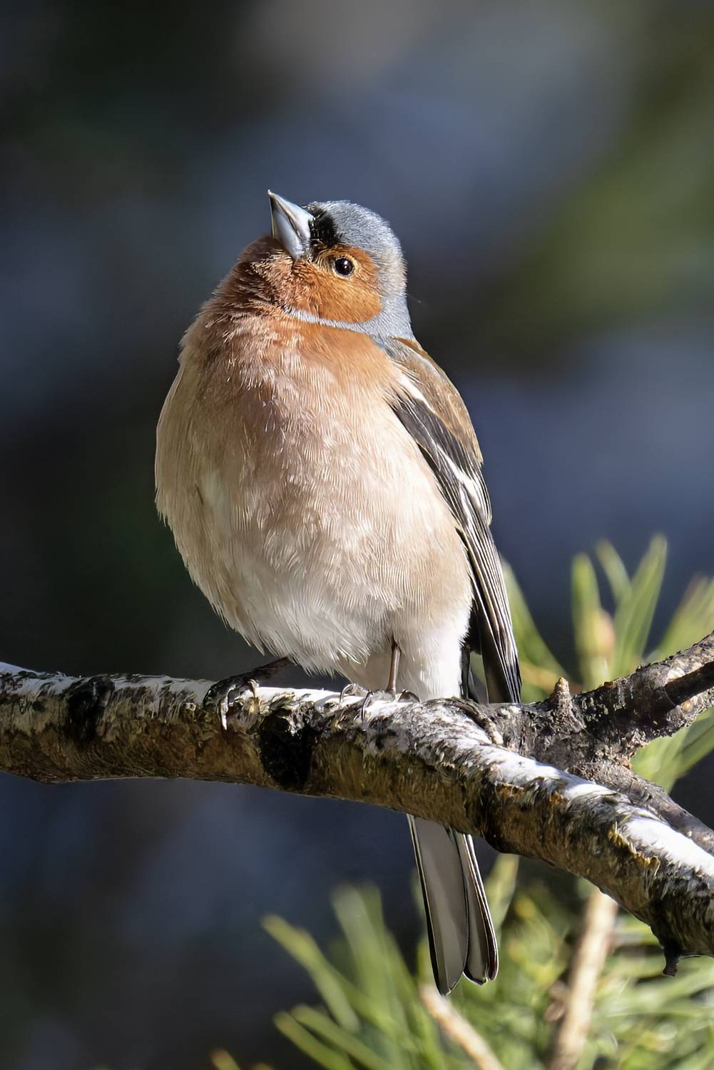 зяблик, птица, природа, пернатые, Abdalova Tatiana