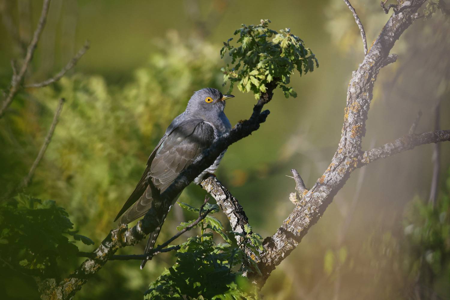 кукушка, Magov Marat