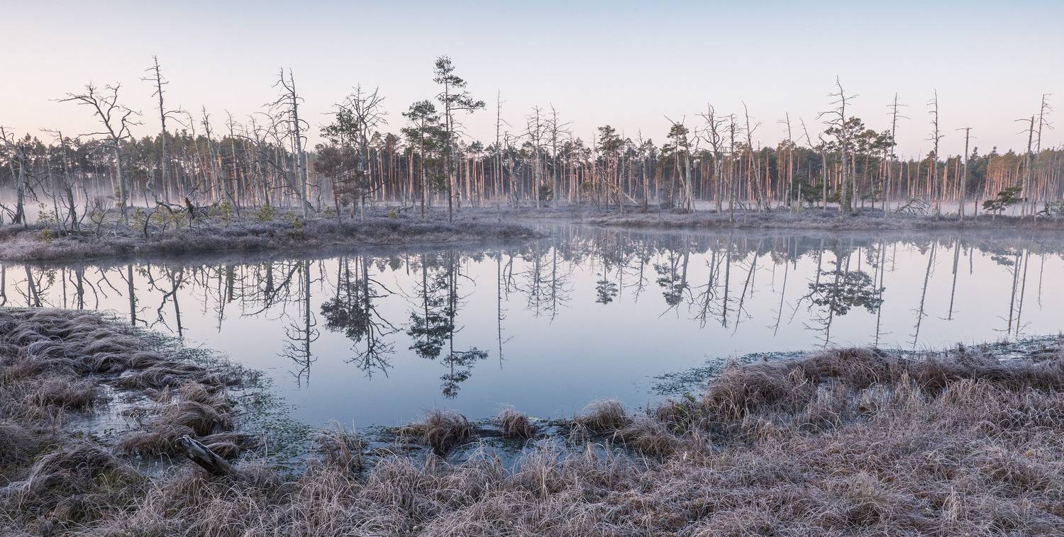 , Гордон Николай