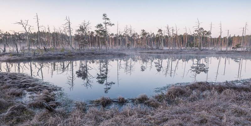 Утро на болоте фото превью