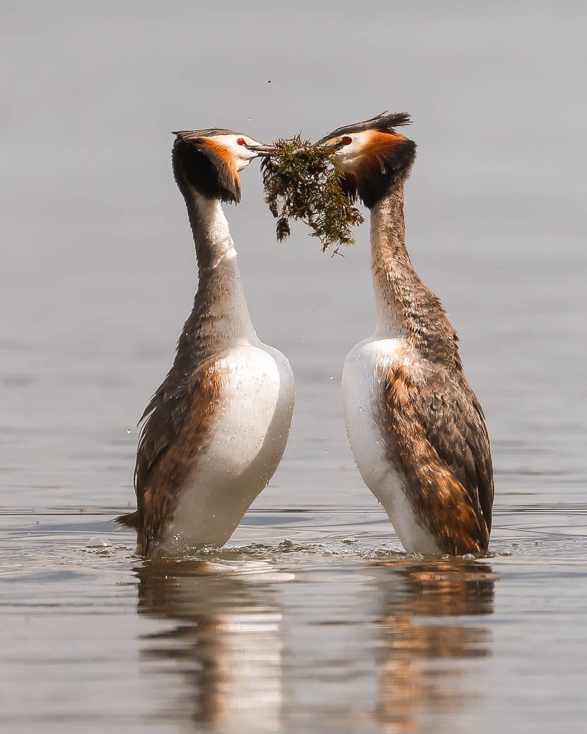 чомги, чомга, Суслов Дмитрий