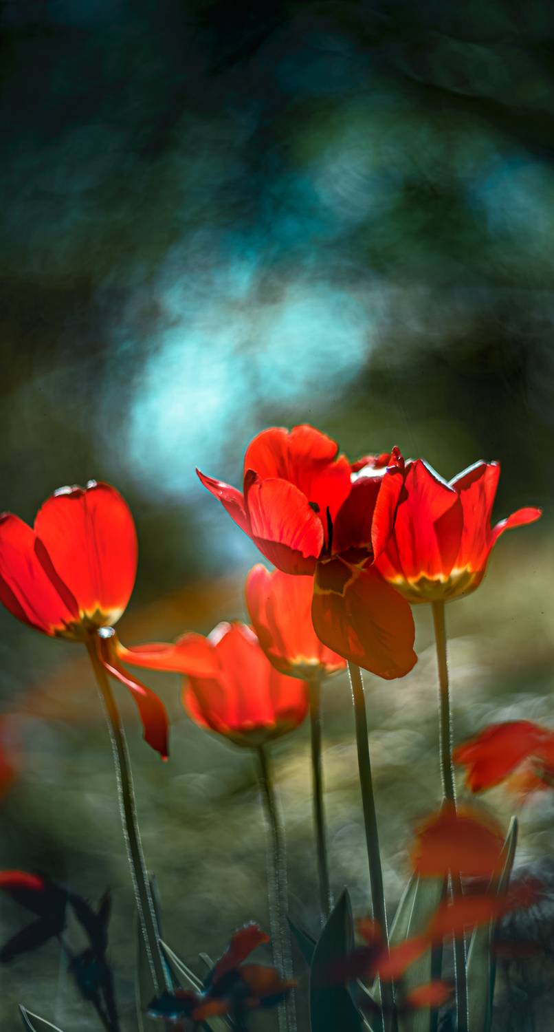 , Неля Рачкова