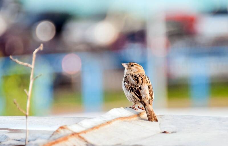 Мечтатель фото превью