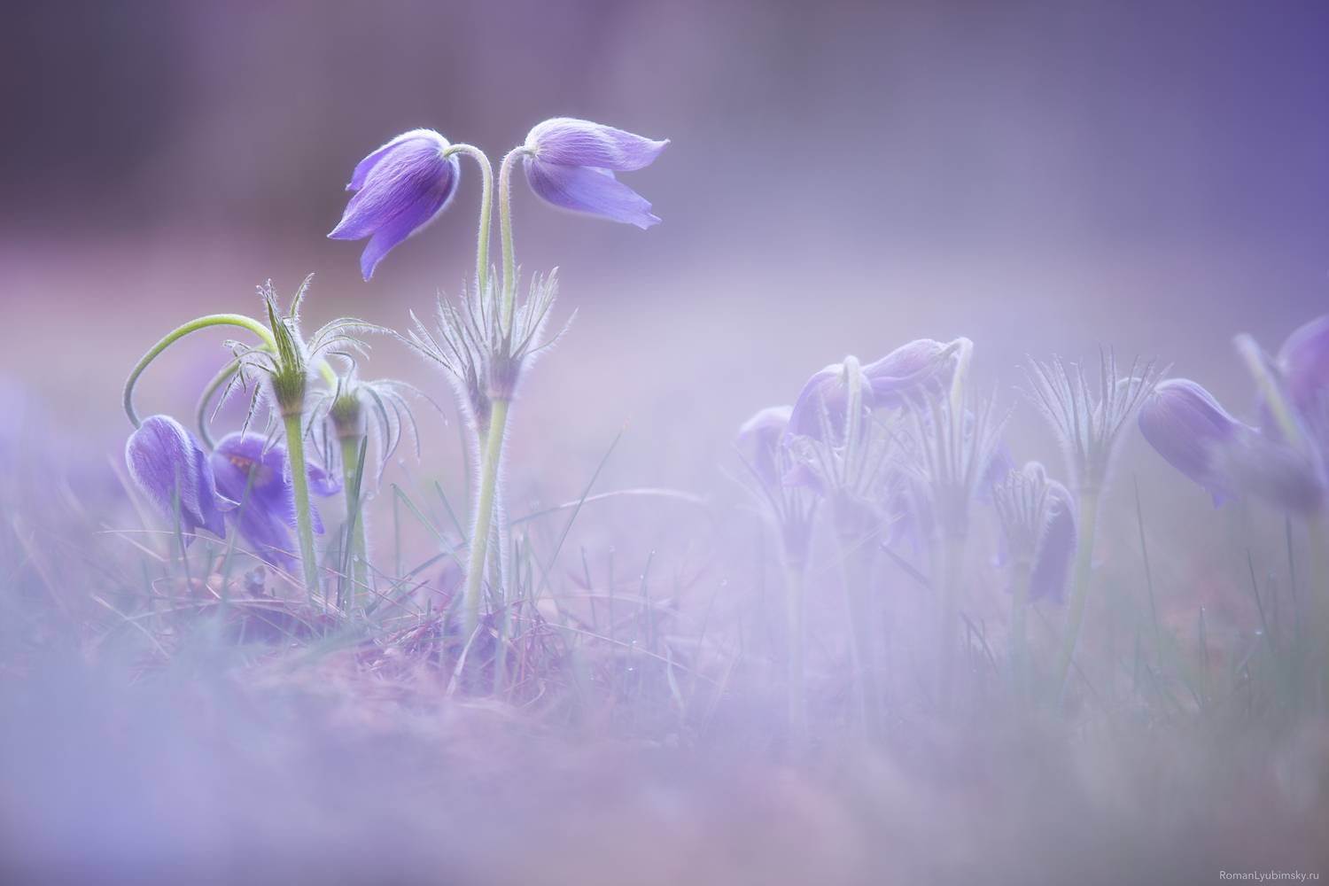 весна, природа, сон-трава, первоцветы, воронеж, макро, фототур, фототуры, природная фотография, пейзажная фотография, роман любимский, Любимский Роман