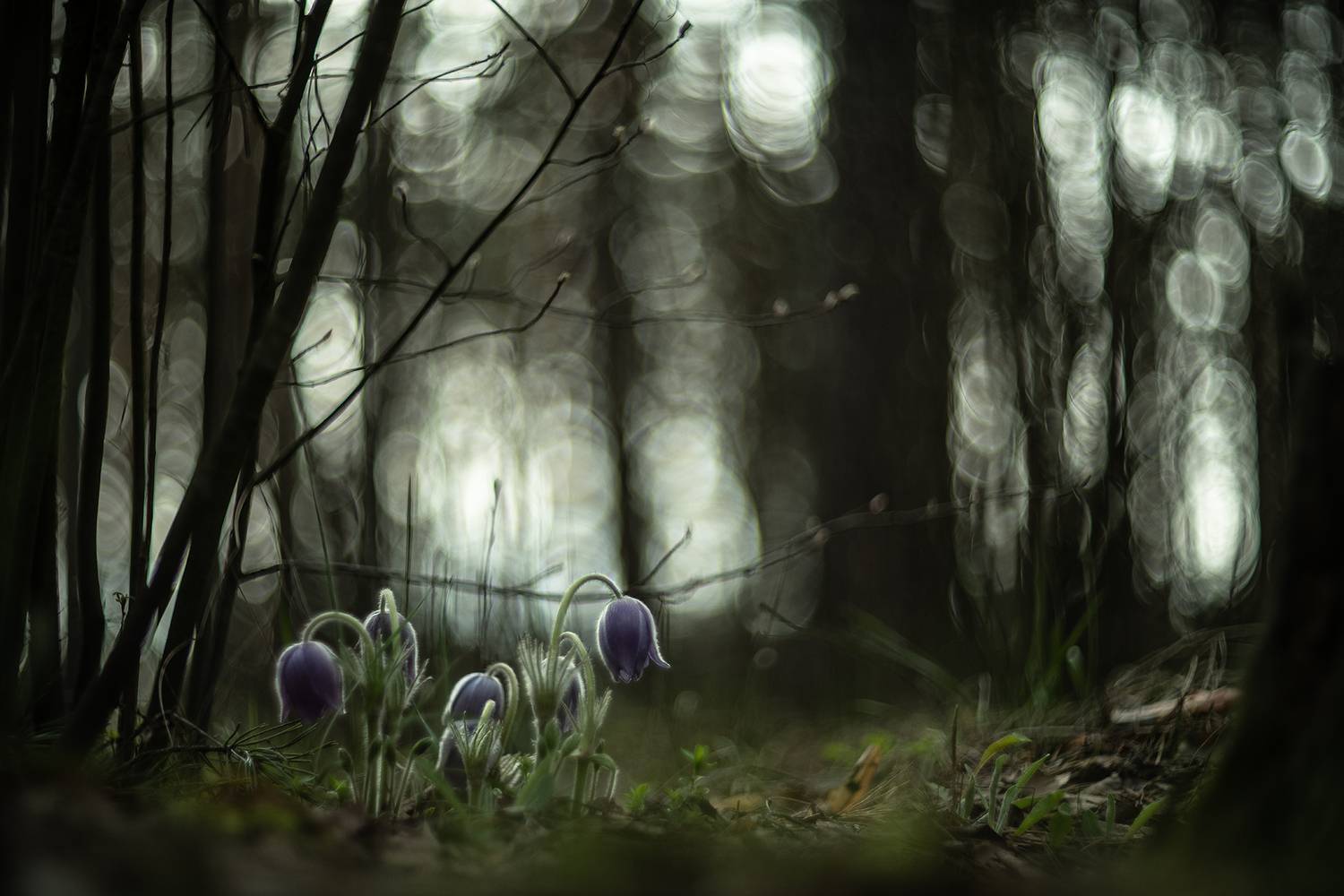 лес, утро, дебри, весна, апрель, свет, воронеж, nikon d 850, гелиос 40-2 85 mm f/1.5, первоцветы, сон трава, Мещеряков Геннадий
