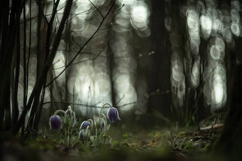 лес, утро, дебри, весна, апрель, свет, воронеж, nikon d 850, гелиос 40-2 85 mm f/1.5, первоцветы, сон трава В дебрях Маклокского леса... фото превью