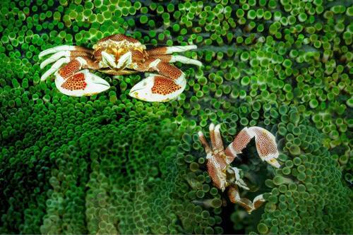Фарфоровые крабики (лат. Neopetrolisthes maculatus)