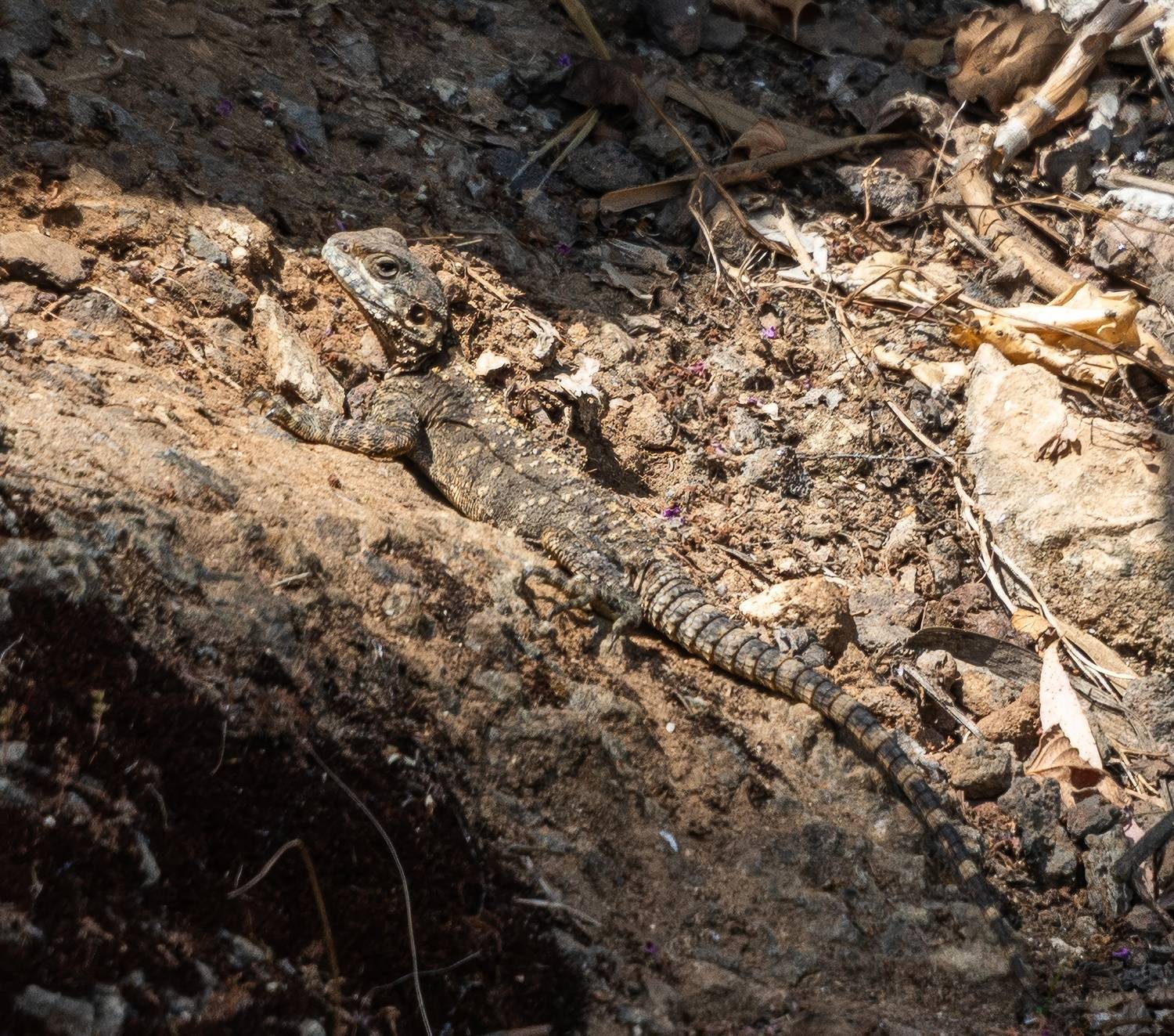 , Vladimir Bragilevsky