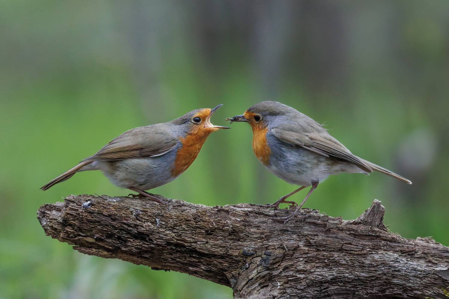 , Глебов Сергей
