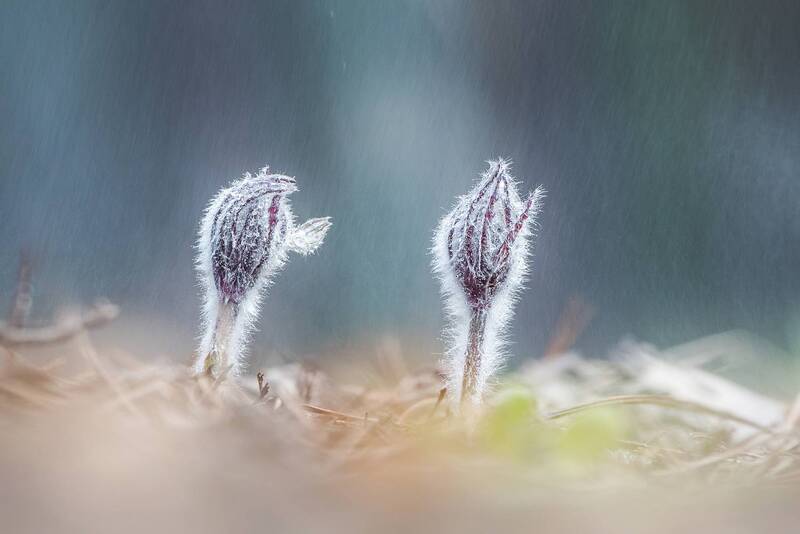 прострел, сонтрава, цветы, весна, лес, первоцветы Сон трава фото превью