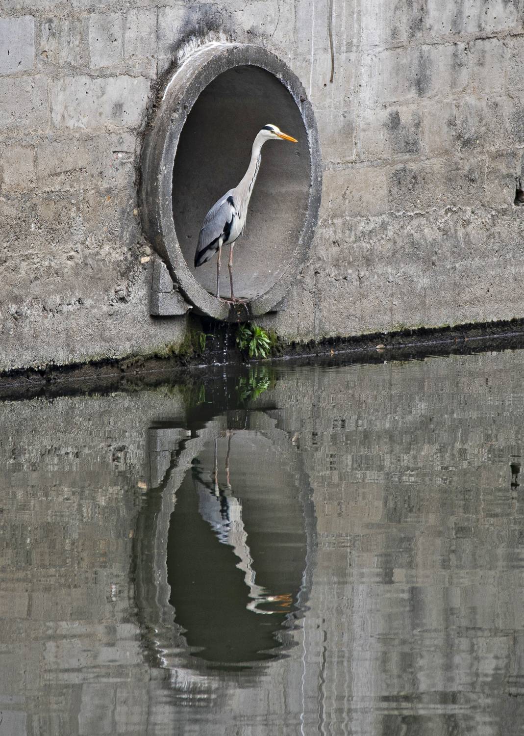 цапля, птицы, Gurdina Lena