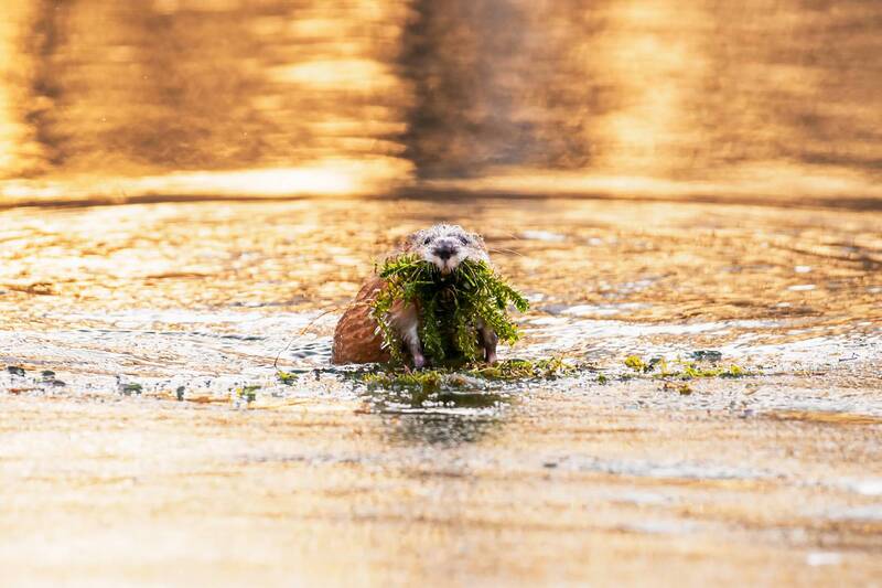ондатра, татышев, красноярск, енисей На завтраке фото превью