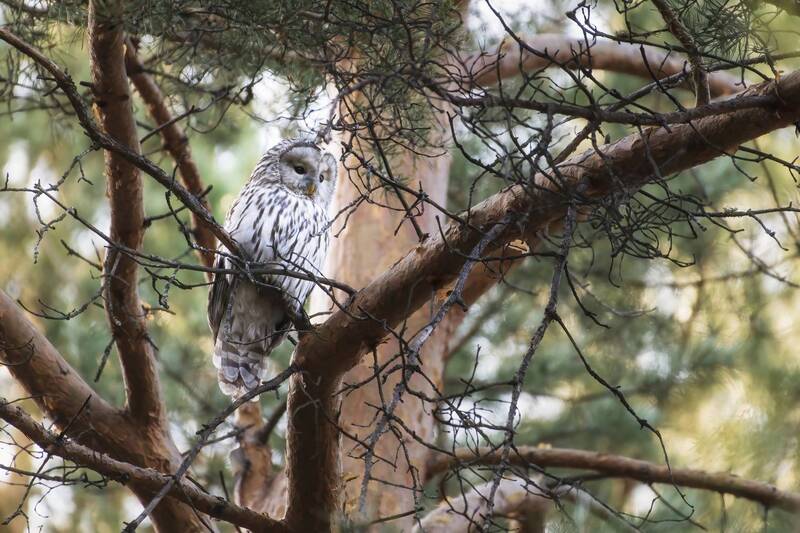 сова, красноярск, березовая роща, город и птицы Дозор фото превью