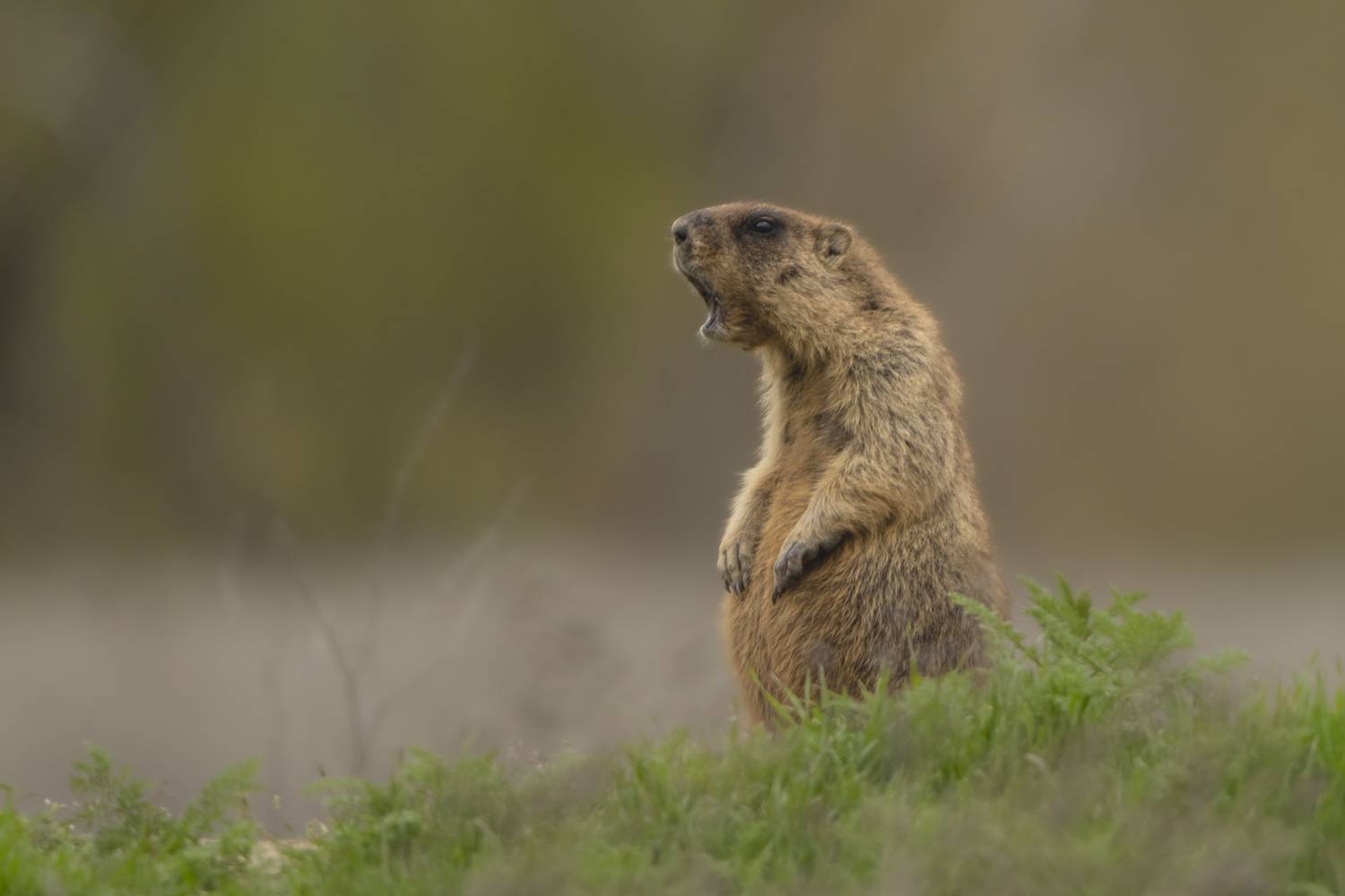 байбак, сурок, степной сурок, грызун, животные, Дейнекина Галина