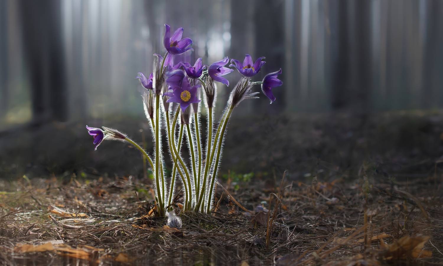 , Железнова Людмила