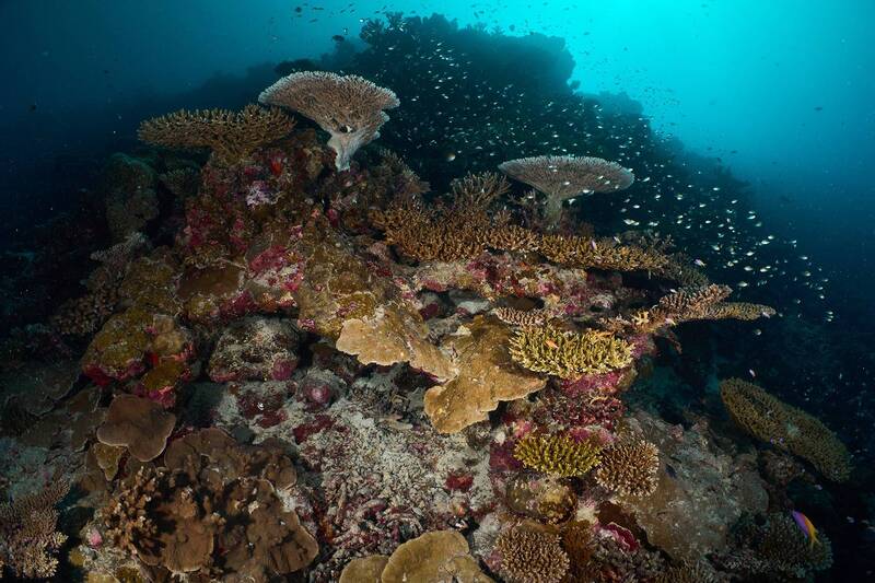 Maldivians reefs фото превью