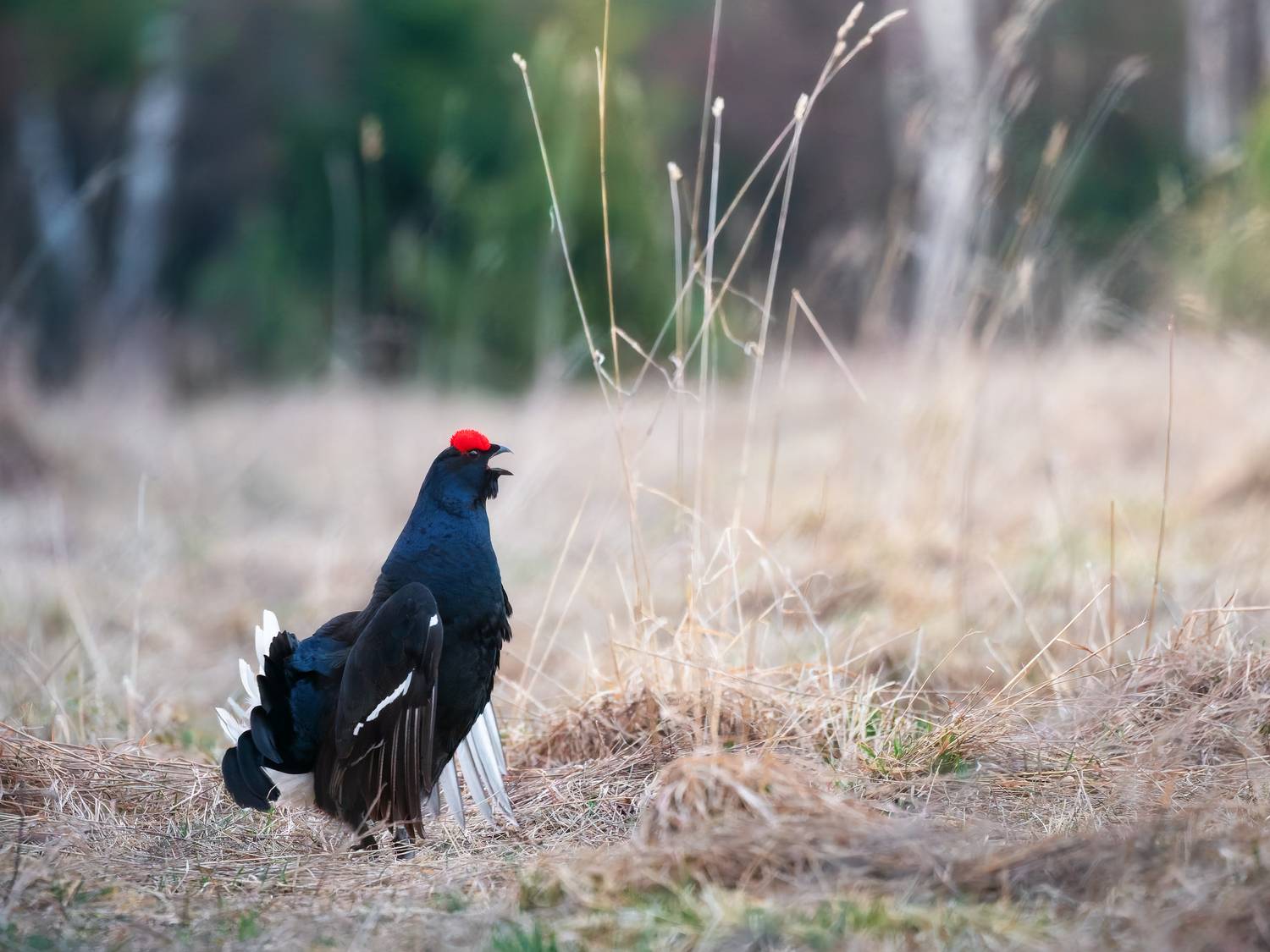 , Мозжухин Максим