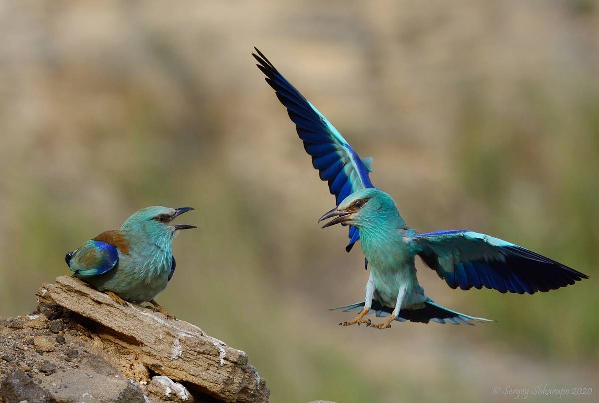 , Сергей Шкарупо