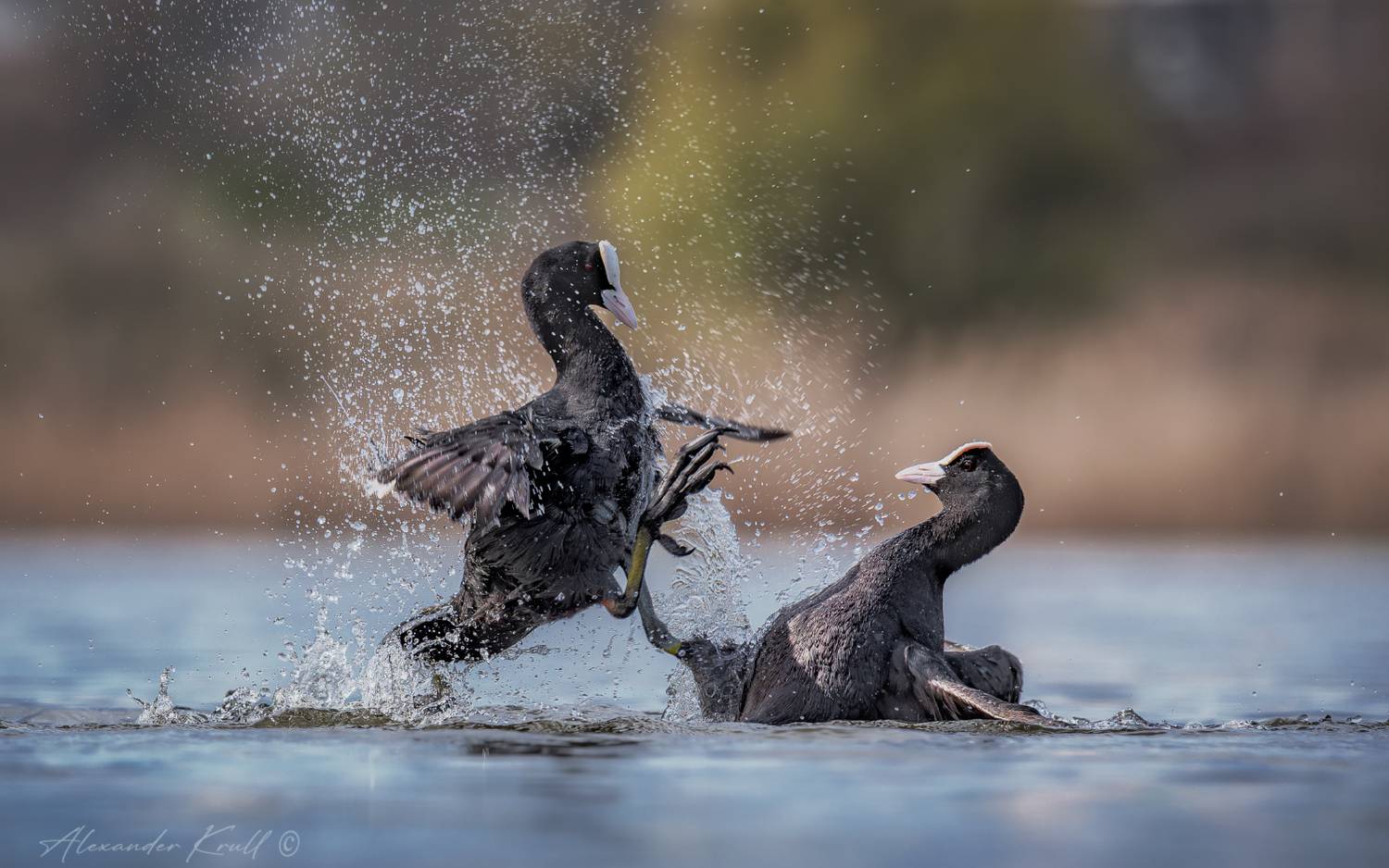 лысуха, лыска, качкалдак, кашкалдак, fulica atra, драка, конфликт, брызги, эмоции, Круль Александр