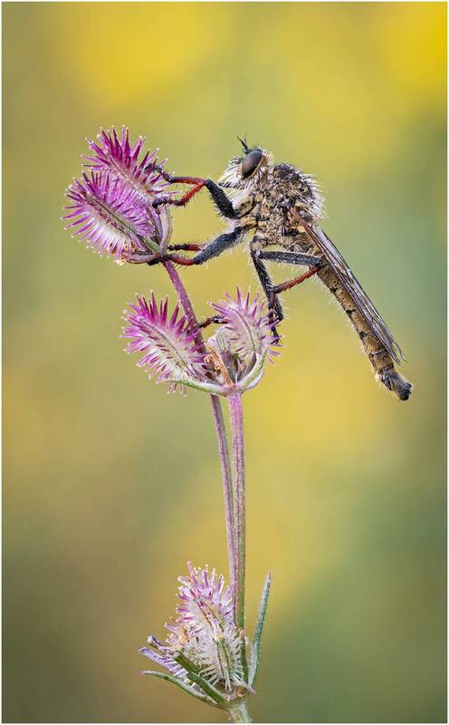 ктырь, robber fly Ктырь.Robber fly. фото превью