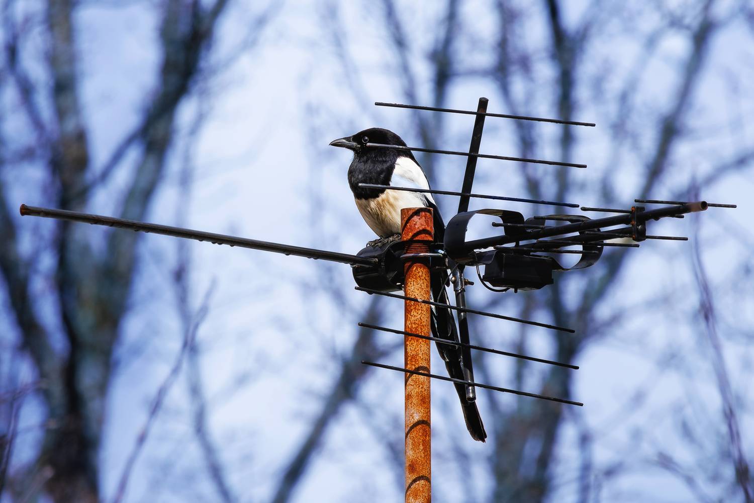 , Алексей Волков