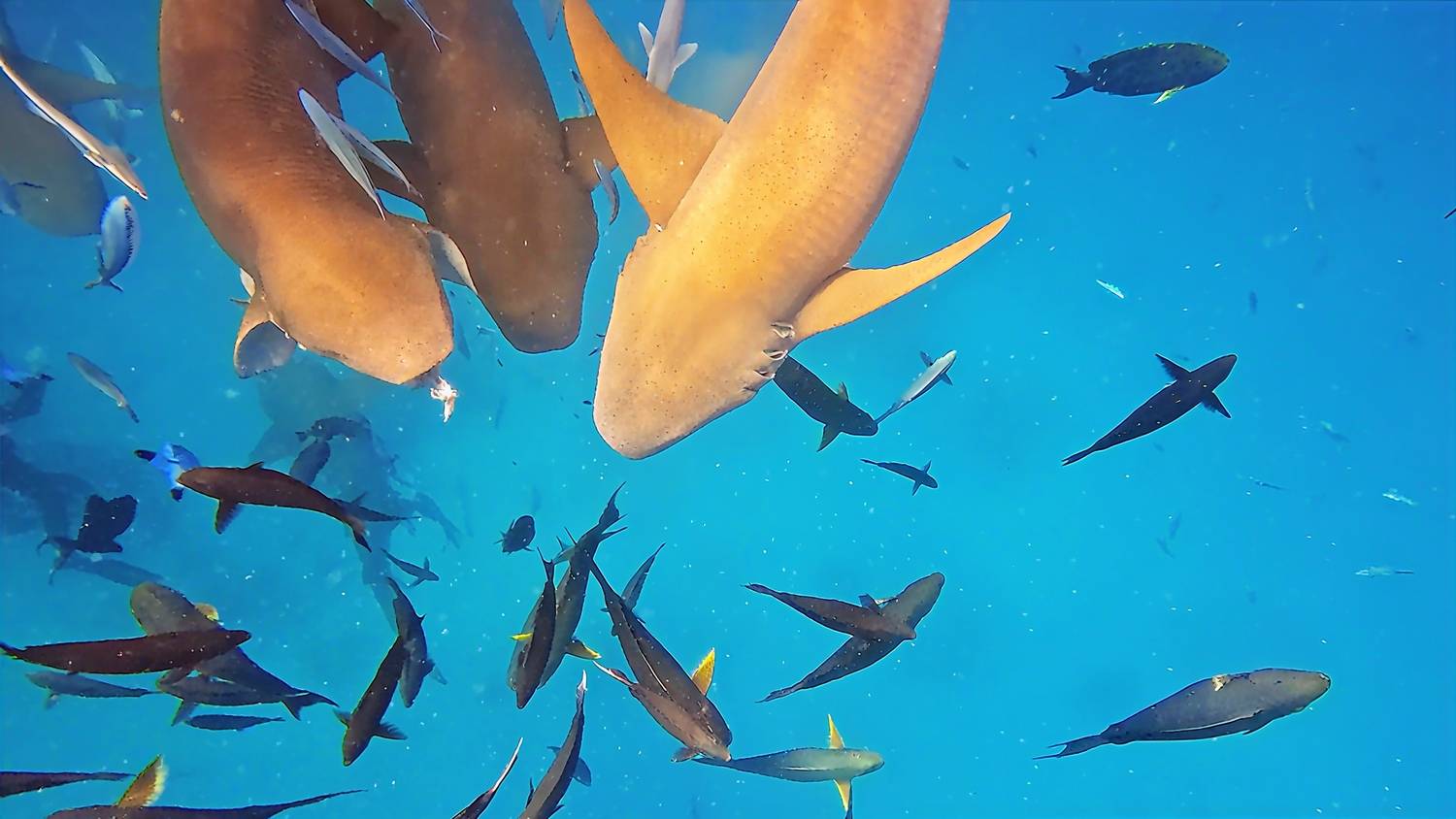 , Орлова Ксения