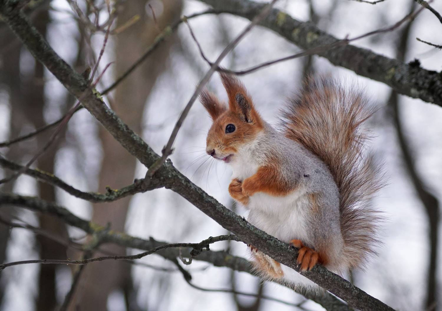 Белка, Чепленко Алексей