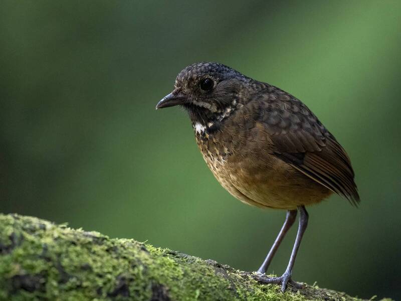 Scaled Antpitta фото превью