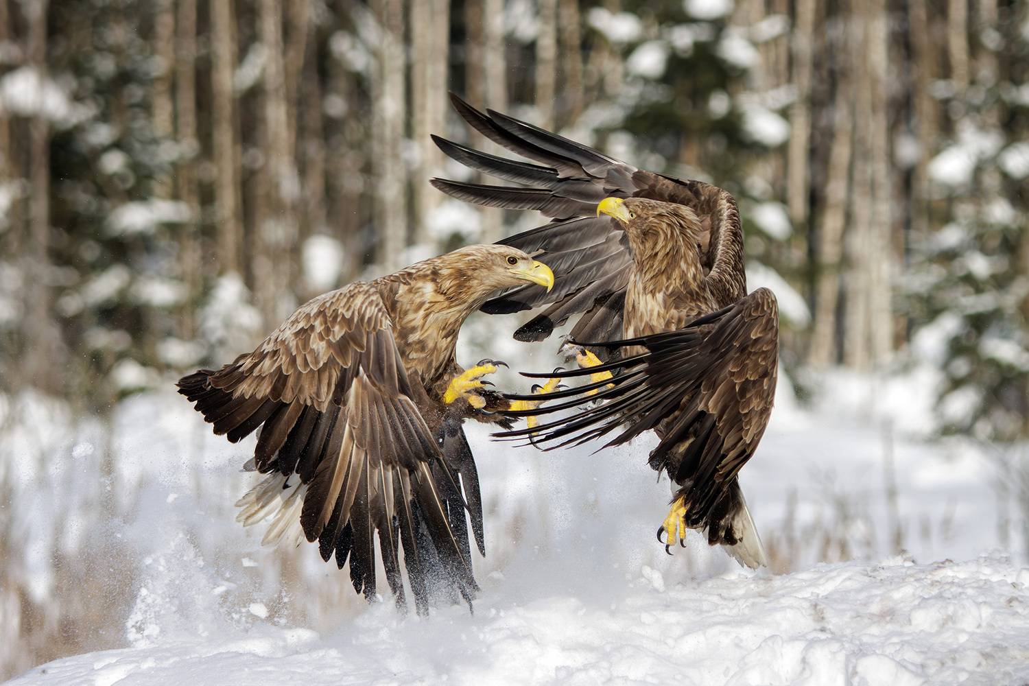 , Морозов Сергей