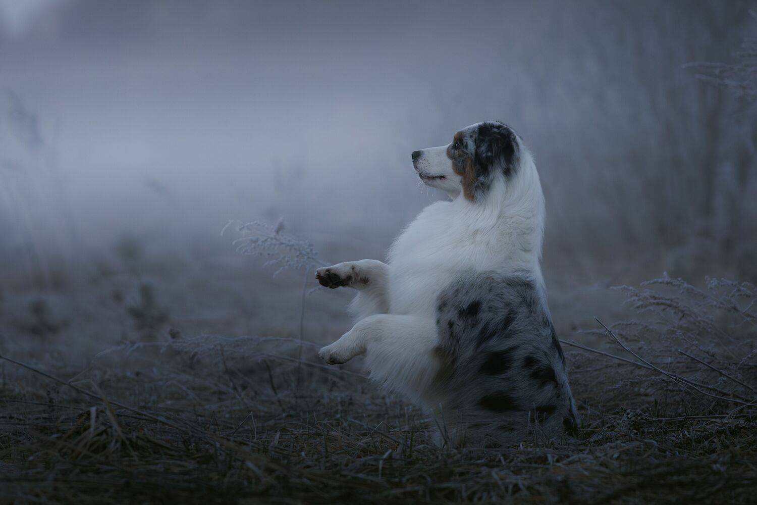 , Шерскова Мария