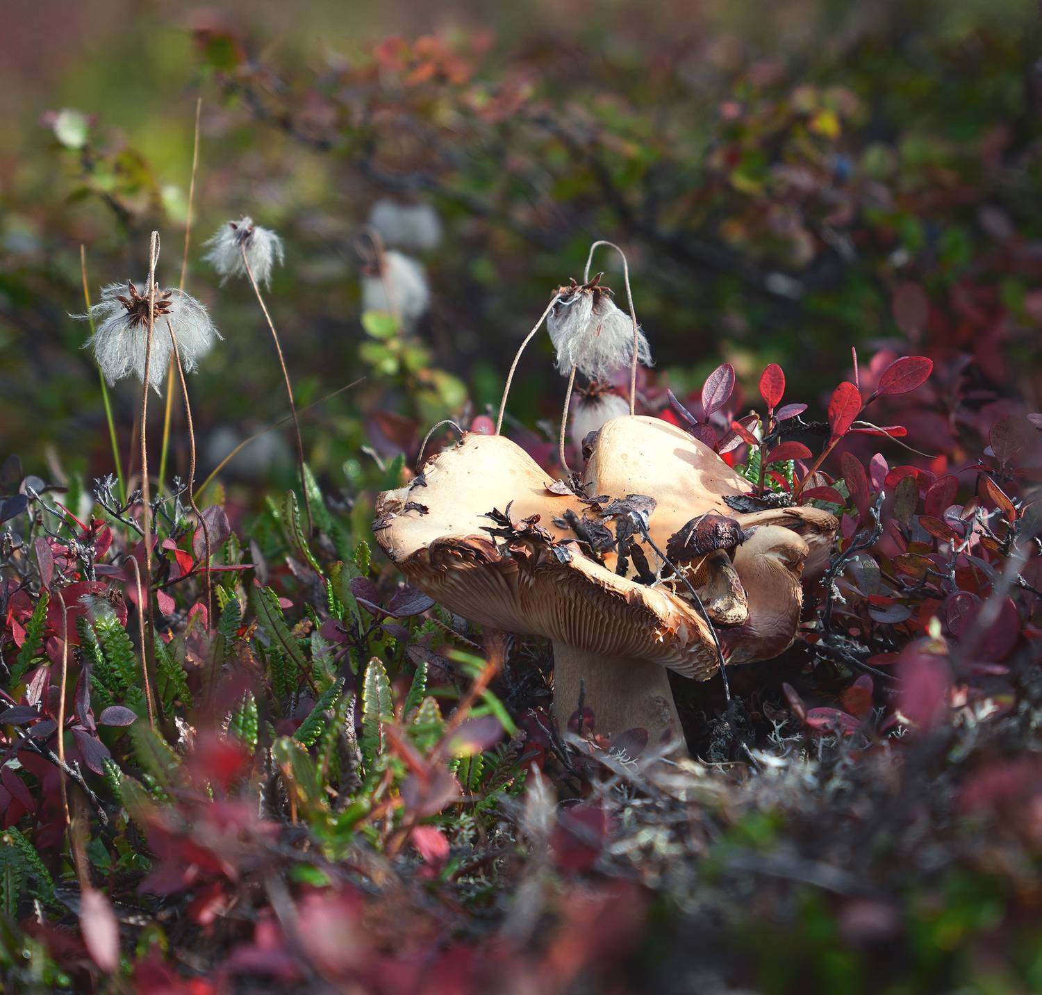 , Андреев Николай