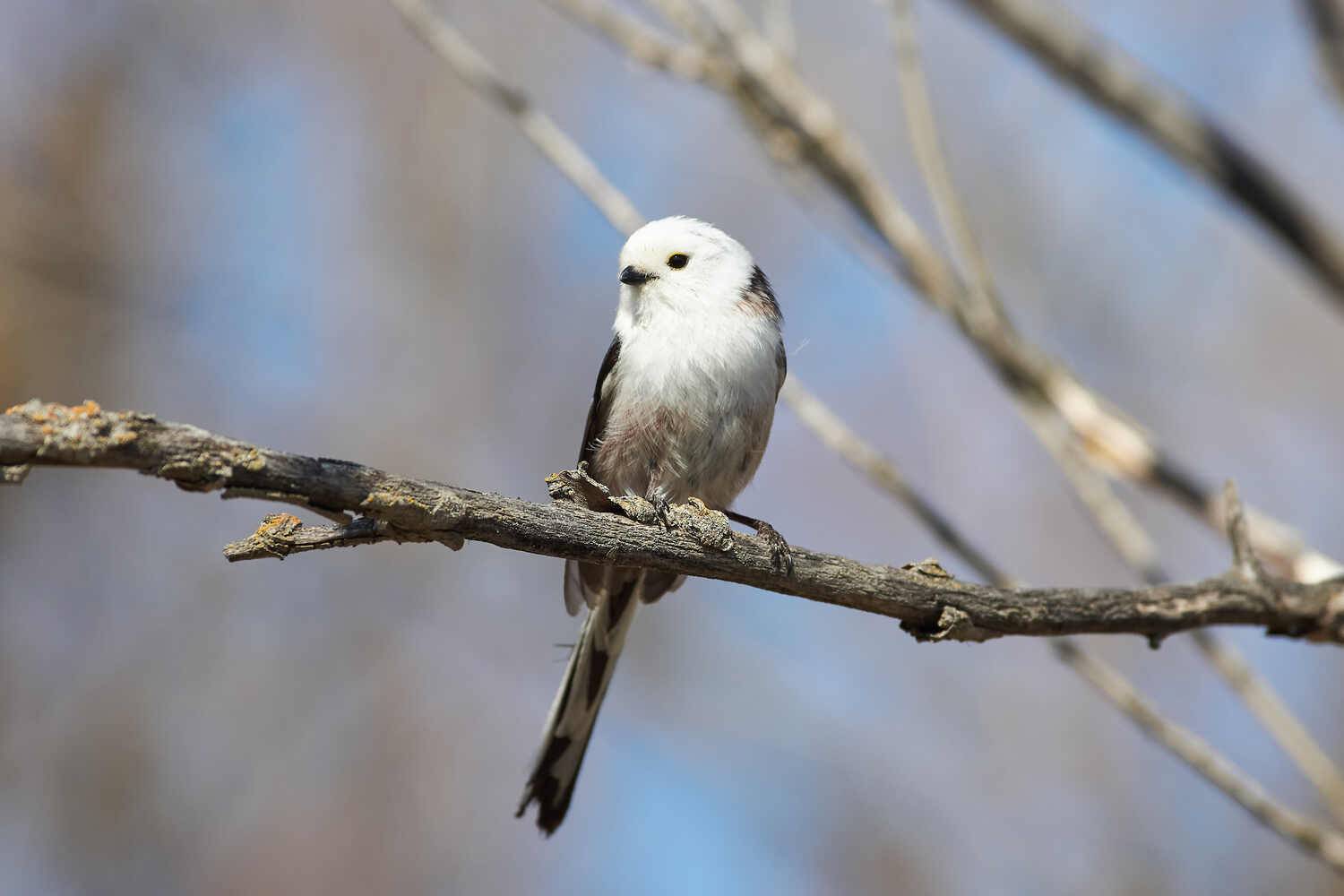 Aegithalos caudatus, ополовник, Павел Сторчилов
