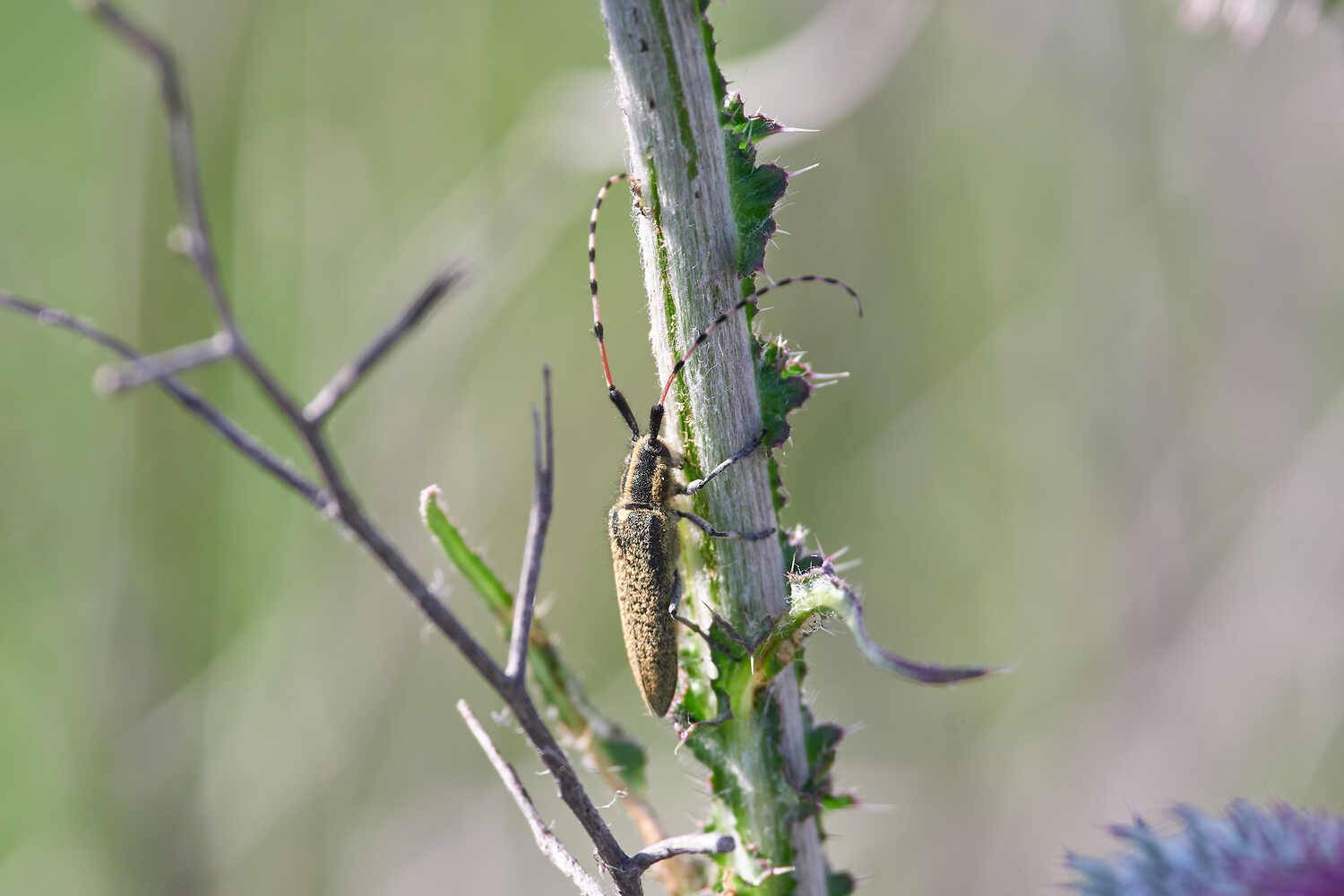 Agapanthia dahlii, Подсолнечниковый Усач, Павел Сторчилов