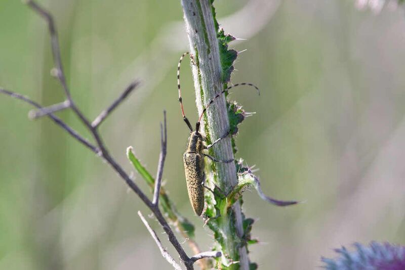 Agapanthia dahlii, Подсолнечниковый Усач Agapanthia dahlii фото превью