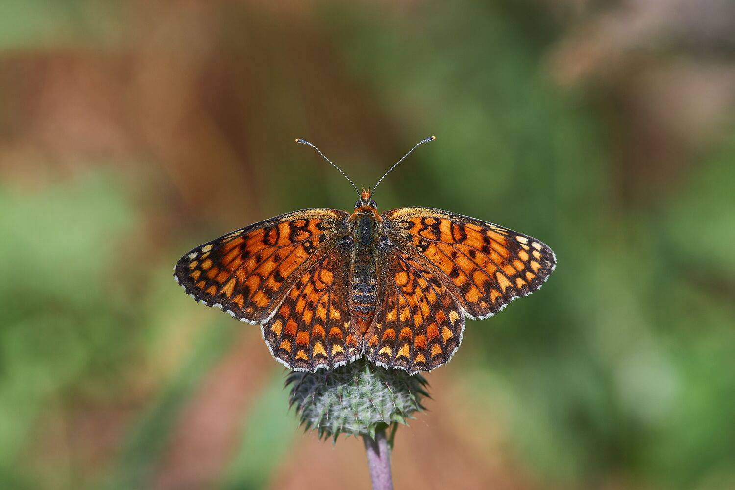Melitaea phoebe, Шашечница Феба, Павел Сторчилов