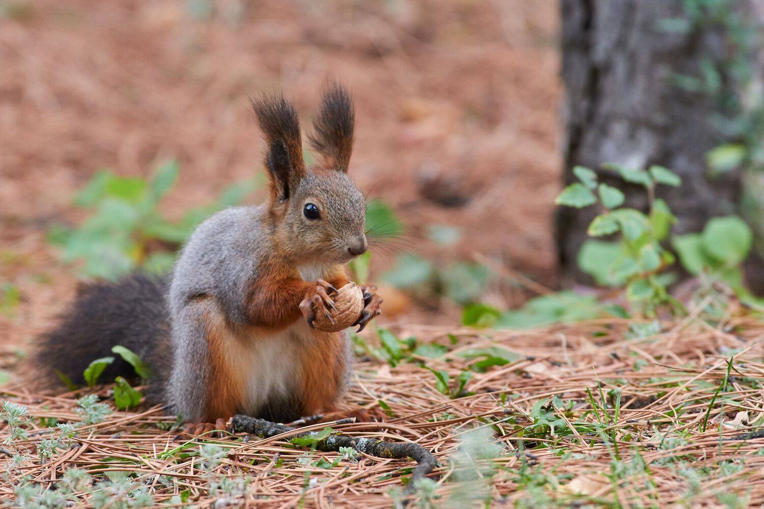 Sciurus vulgaris, белка, Павел Сторчилов