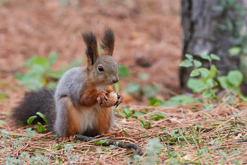 Sciurus vulgaris, белка Sciurus vulgaris фото превью