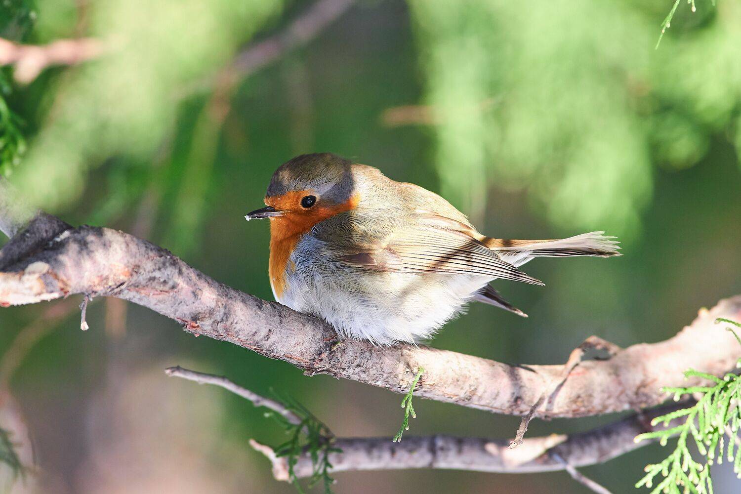 Erithacus rubecula, зарянка, малиновка, Павел Сторчилов